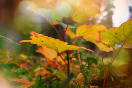 Colorful yellow leaves in Autumn season. Close-up shot. Suitable for background image.の写真素材