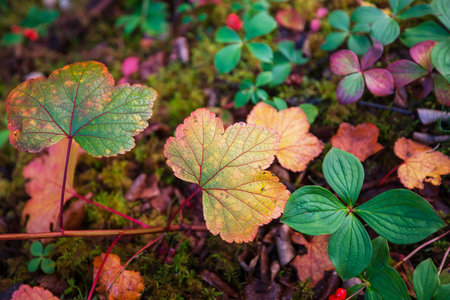 Colorful yellow leaves in Autumn season. Close-up shot. Suitable for background image.の写真素材