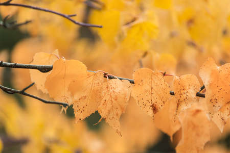 Colorful yellow leaves in Autumn season. Close-up shot. Suitable for background image.の写真素材