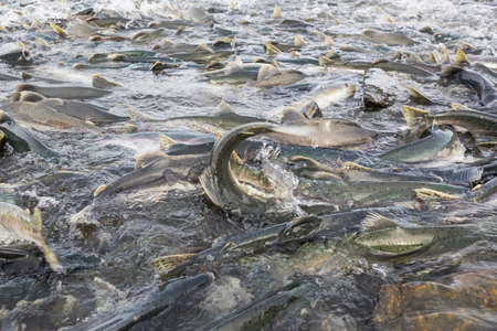 salmon spawning in Alaska riverの写真素材