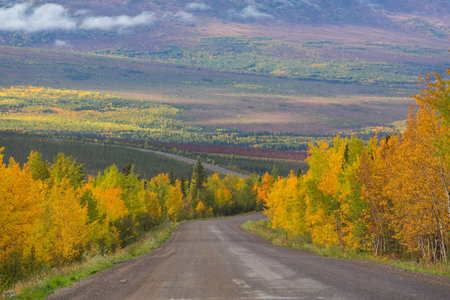 Colorful Autumn scene on countryside road in the forest