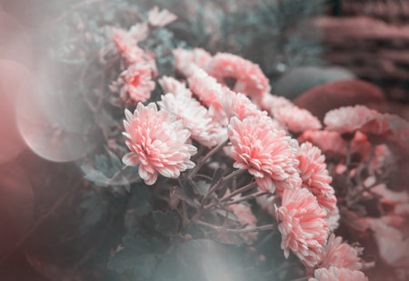 Colorful autumnal chrysanthemum in the gardenの写真素材