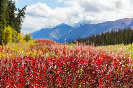 Picturesque Mountains of Alaska in autumn. Snow covered massifs, glaciers and rocky peaks, orange trees. Beautiful natural background.の写真素材