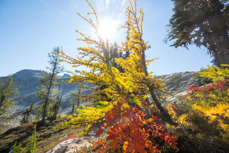 Beautiful golden larches in mountains, Fall season.の写真素材