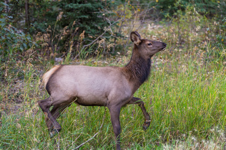 Mountain Bull Elk , Colorado, USAの写真素材