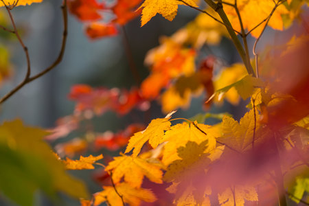 Colorful yellow leaves in Autumn season. Close-up shot. Suitable for background image.