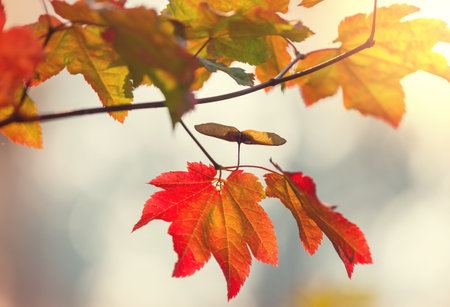Colorful yellow leaves in Autumn season. Close-up shot. Suitable for background image.