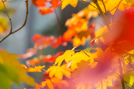 Colorful yellow leaves in Autumn season. Close-up shot. Suitable for background image.