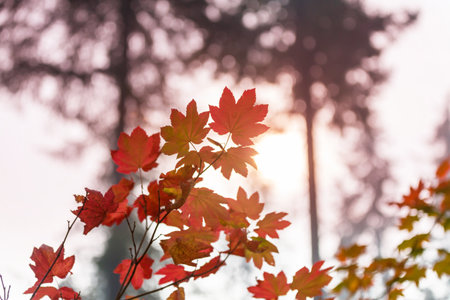 Colorful yellow leaves in Autumn season. Close-up shot. Suitable for background image.