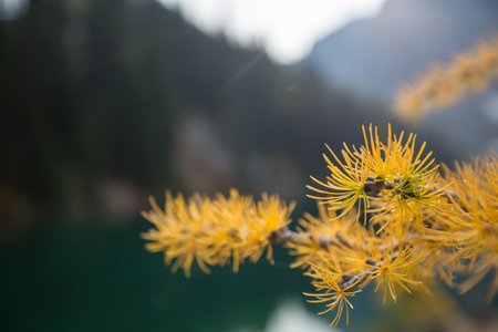 Beautiful golden larches in mountains, Fall season.の写真素材