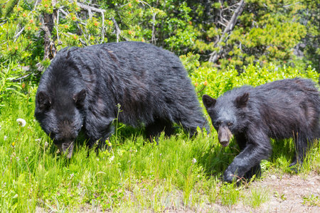Black bear in the forest, Canada, summer seasonの写真素材