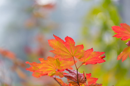 Colorful yellow leaves in Autumn season. Close-up shot. Suitable for background image.