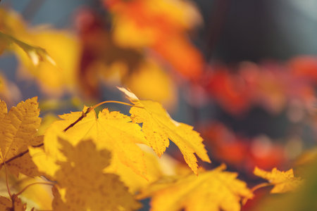Colorful yellow leaves in Autumn season. Close-up shot. Suitable for background image.の写真素材