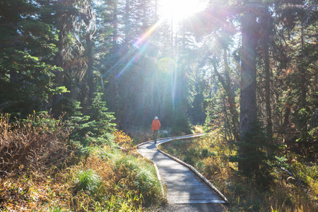Pathway  in the sequoia forest