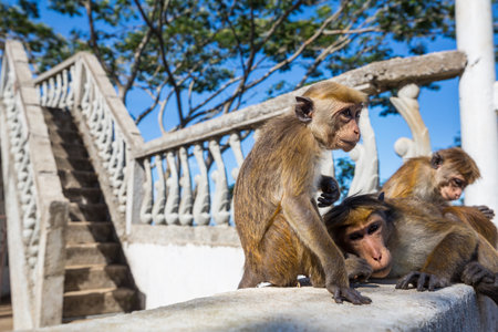 Monkeys in Anuradhapura, Sri Lankaの写真素材