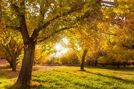 Orange garden in autumn seasonの写真素材