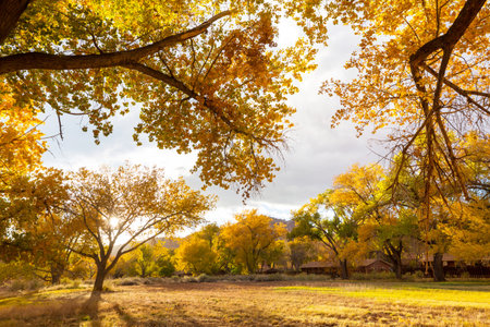 Orange garden in autumn seasonの写真素材