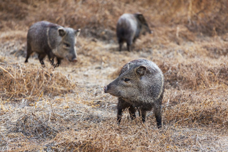 Small wild boars on autumn meadowの写真素材