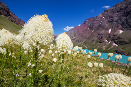 Beautiful wildflowers on a green meadow in summer season. Natural background.の写真素材