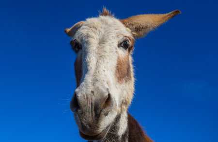 Pretty donkey close up in the Mexicoの写真素材