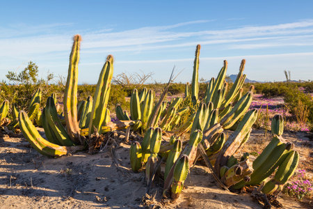 cactus field  in a mountains, Arizona, USA