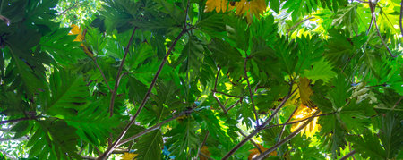 Green leaves close up in garden
