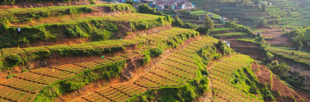 Cultivated hillside  vegetable plantations on Sri Lanka. Beautiful rural landscapesの写真素材