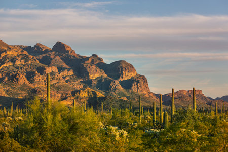 Cactus fields in Mexico, Baja California
