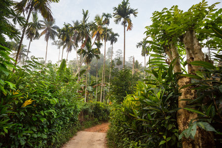 Beautiful green tropical jungle for natural backgroundの写真素材