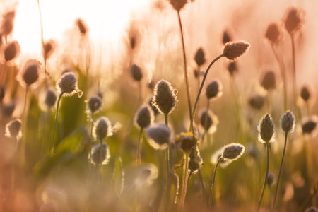 Sunny day on the flowers meadow. Beautiful natural background. Wild plants in nature.
