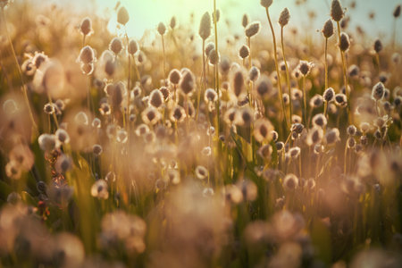Sunny day on the flowers meadow. Beautiful natural background. Wild plants in nature.