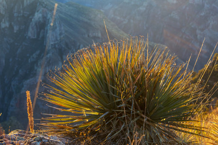 Plants in mountains Barrancas del Cobro in Mexicoの写真素材