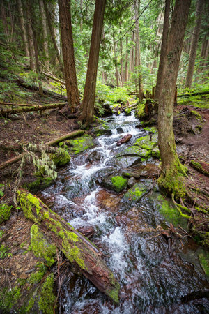 Beautiful small river in green forest