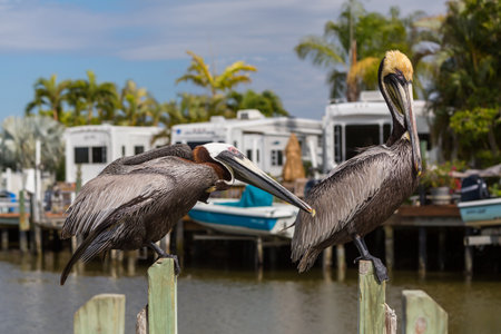 Pelicans on the sea shoreの写真素材