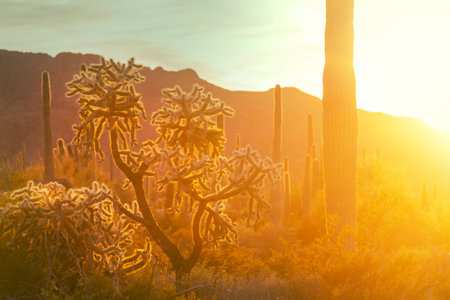 cactus field  in a mountains, Arizona, USA