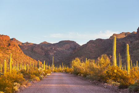 cactus field  in a mountains, Arizona, USAの写真素材