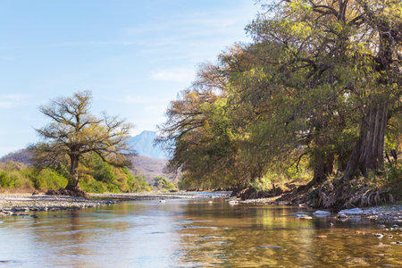 Big trees in the river in Mexicoの写真素材