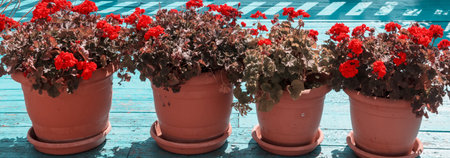 Beautiful street decorated with flowers in sea backgroundの写真素材