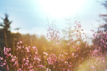 Sunny day on the flowers meadow. Beautiful natural background. Wild plants in nature.の写真素材
