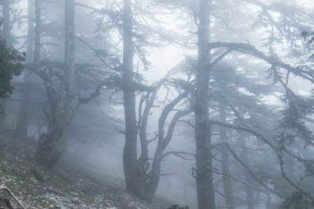 Magic misty forest. Beautiful natural landscapes.