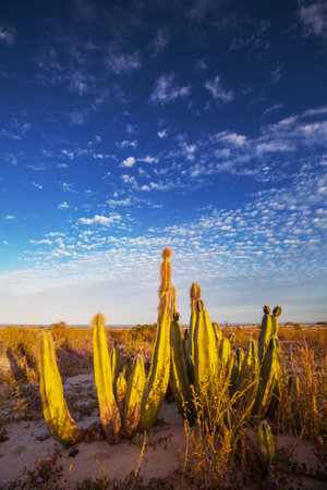 Cactus fields in Mexico, Baja Californiaの写真素材