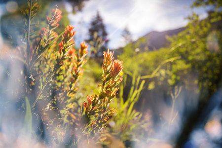 Sunny day on the flowers meadow. Beautiful natural background. Wild plants in nature.の写真素材