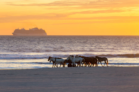 Horses on the ocean beach at sunsetの写真素材
