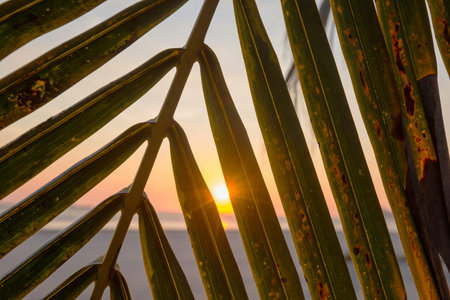 Green palm leaves on sunset backgroundの写真素材