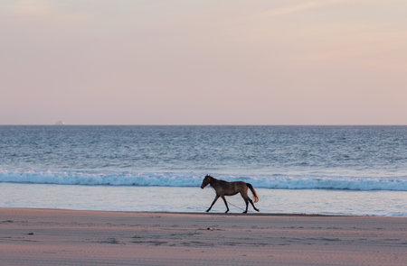 Horses on the ocean beach at sunsetの写真素材