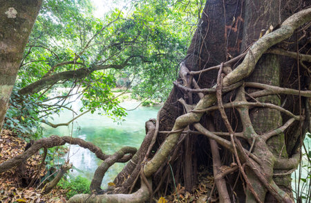 tree root near green natural waterhole in Mexico