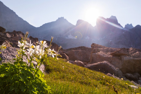 Mountain meadow in sunny day. Natural summer landscape.の写真素材