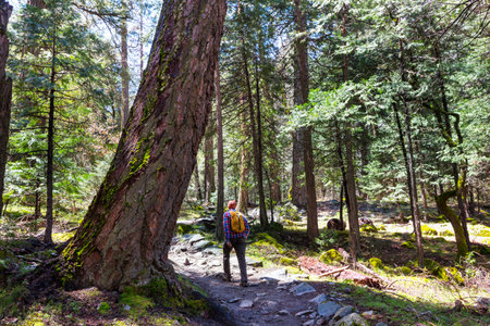 Man hiking bay the trail in the forest.Nature leisure hike travel outdoor