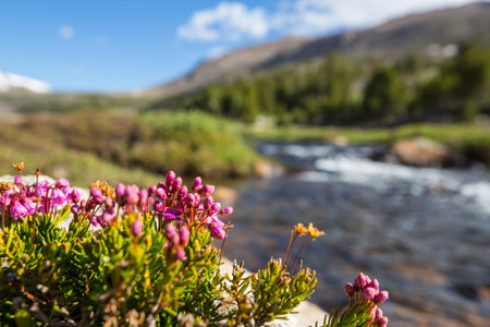 Mountain meadow in sunny day. Natural summer landscape.の写真素材