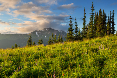 Mountain meadow in sunny day. Natural summer landscape.の写真素材